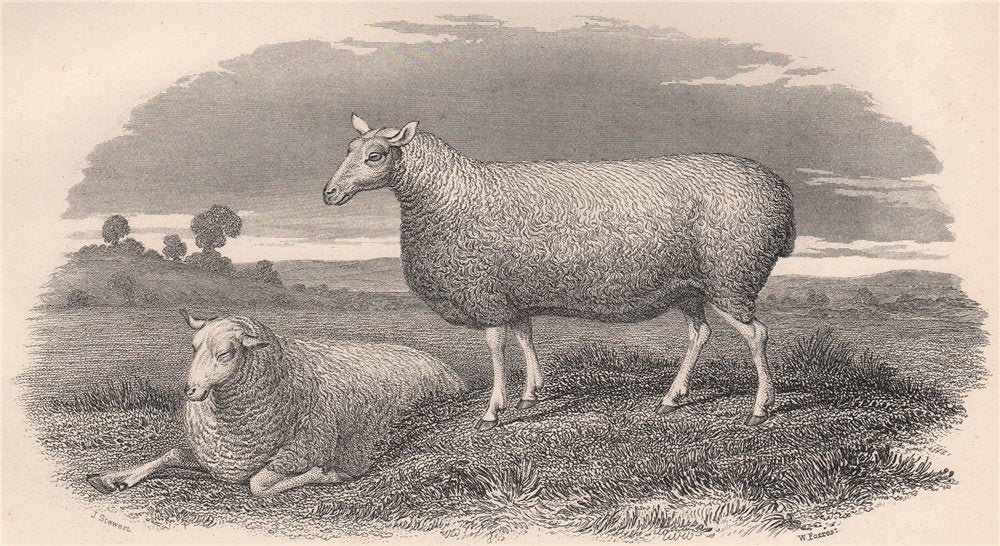 SHEEP. Leicester Ewe 1898 old antique vintage print picture
